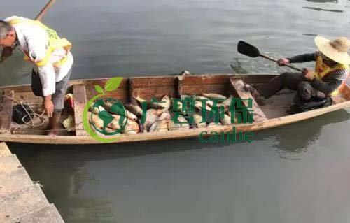 廣州旺旺食品(pǐn)廢水直排,永和河大量魚類死亡(圖1) 廣(guǎng)州旺旺食(shí)品廢水直排(pái),永和河大量魚類死亡(圖1)