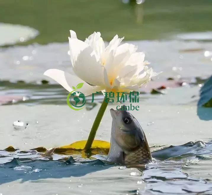 河道治理:水(shuǐ)生植物的選擇與種植(圖1) 河道治理:水生植物的選擇與種植(圖1)