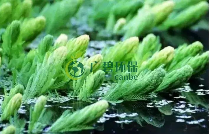 河道治理:水生植物的選擇與種植(圖4) 河道(dào)治理:水生植物的選擇與種植(圖4)