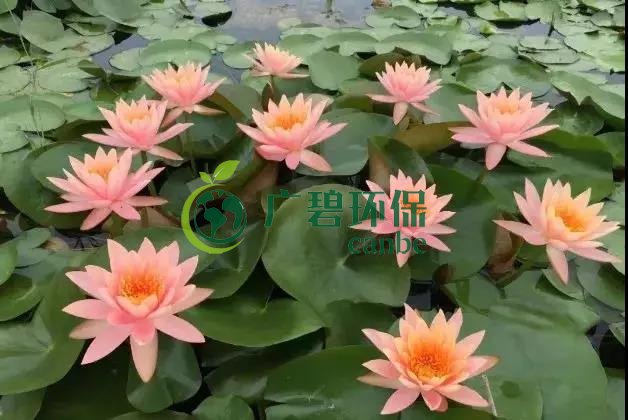 河道治理(lǐ):水生植物的選擇與種植(圖5) 河道治理:水生(shēng)植物的選擇與種植(圖5)