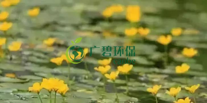 河道治理:水生植物的選擇與種植(圖6) 河道治理:水生(shēng)植物的選擇與種植(圖6)